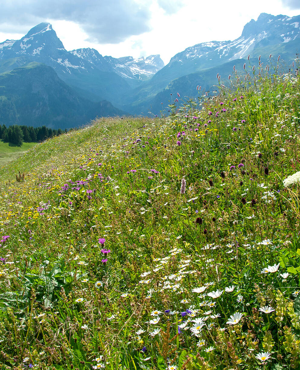 Die Alp Flix weisst eine hohe Biodiversität auf