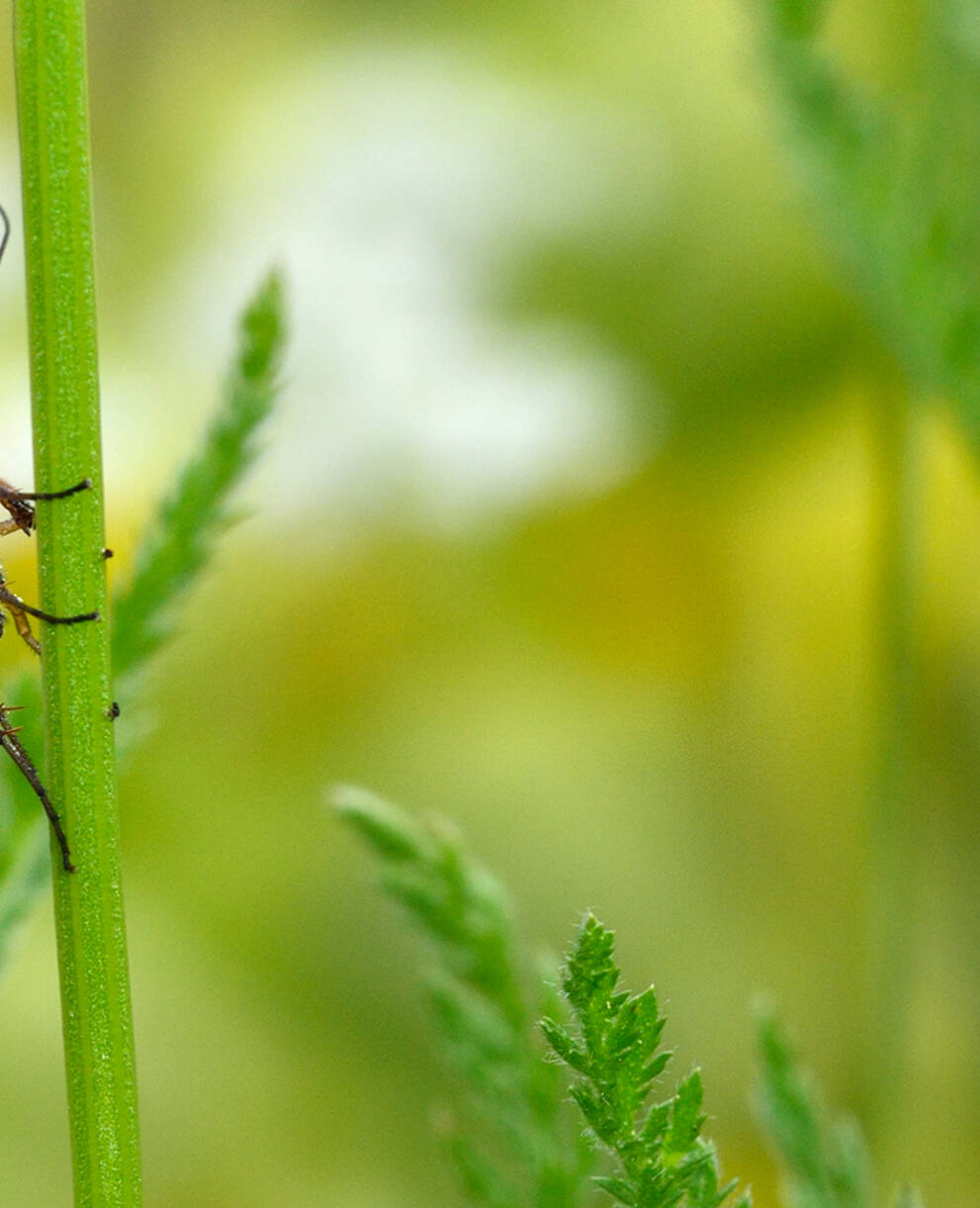 Panorpidae dans une prairie fleurie