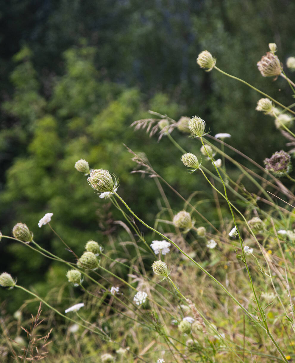 Grosse Biodiversität in der Auenlandschaft am Limmatspitz