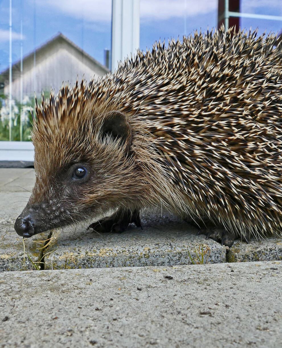 Igel auf einer Veranda