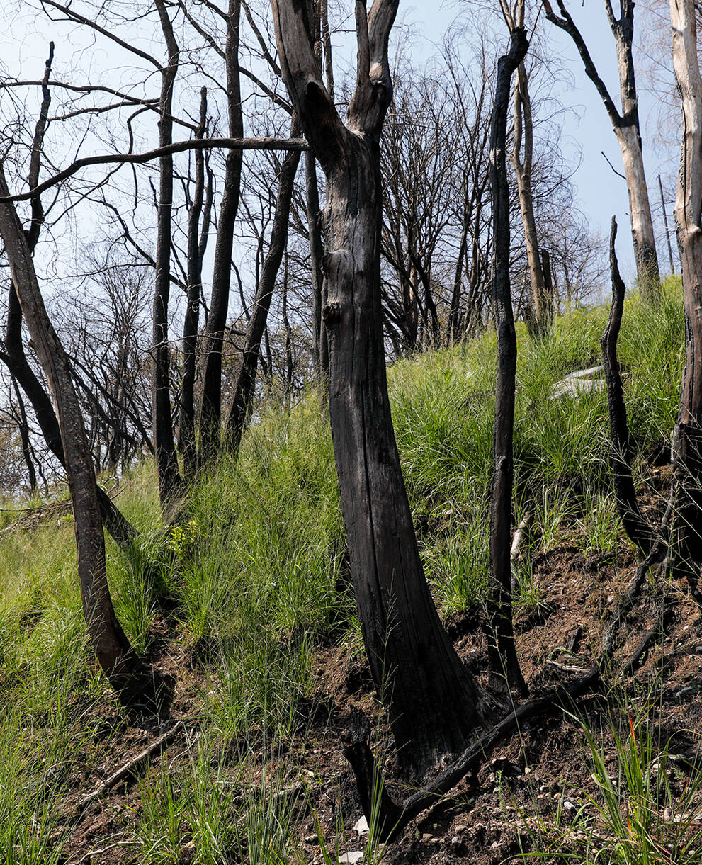 Waldbrandfläche oberhalb von Verdasio/TI