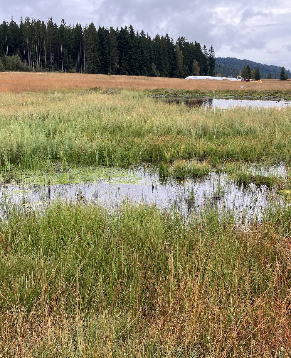 Im September 2024 ist die Entwicklung positiv. Es entwickelt sich eine typischere Vegetation und die Torfmoose wachsen stark. Torf wird gebildet und die Oberfläche ist wieder eine Kohlenstoffsenke. © Pro Natura – Bastien Amez-Droz 