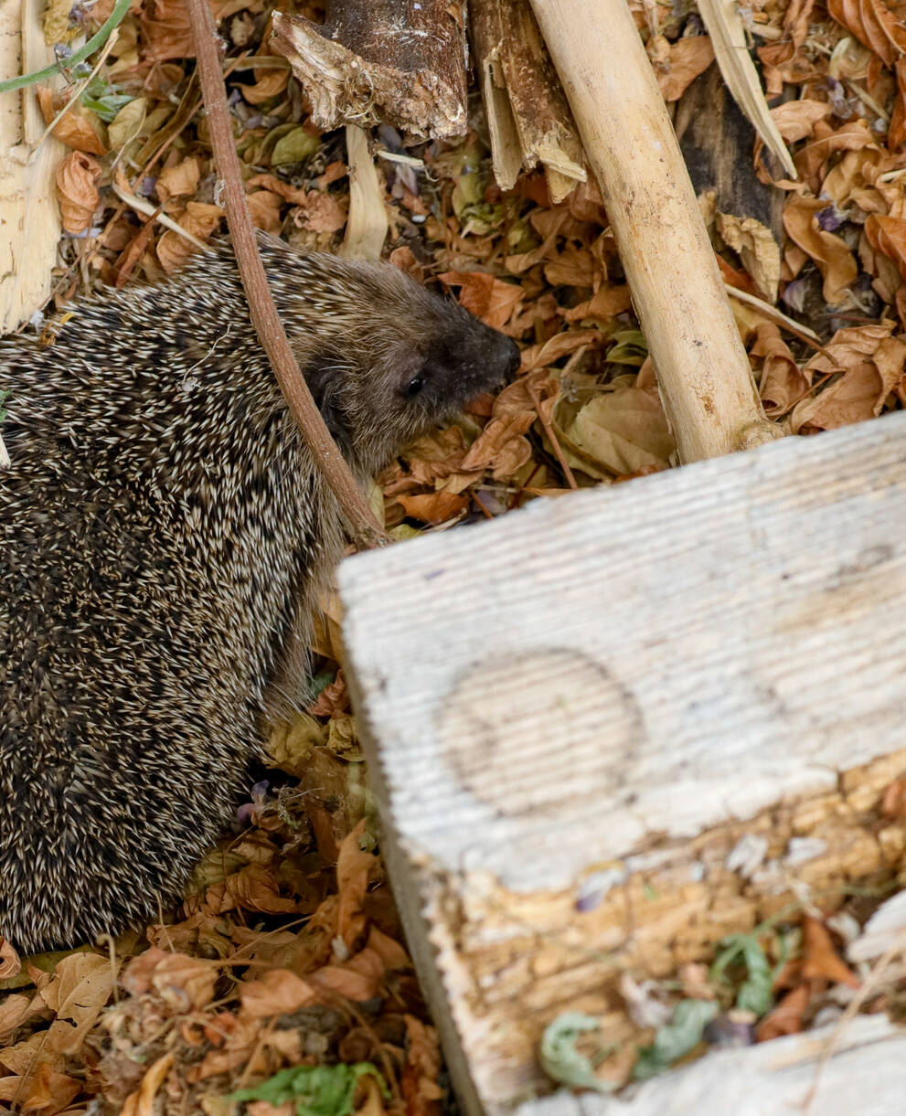 Igel 