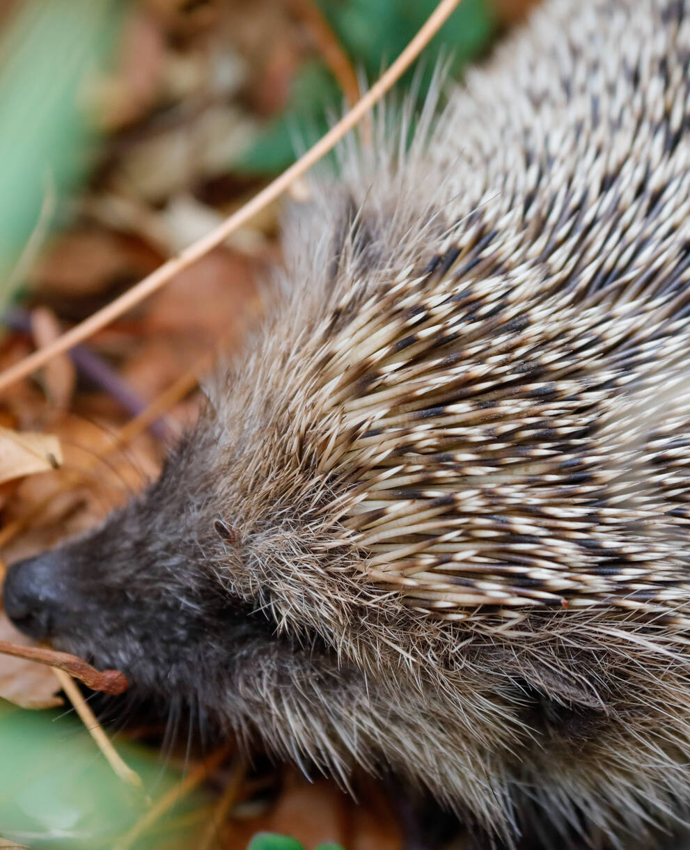 Igel