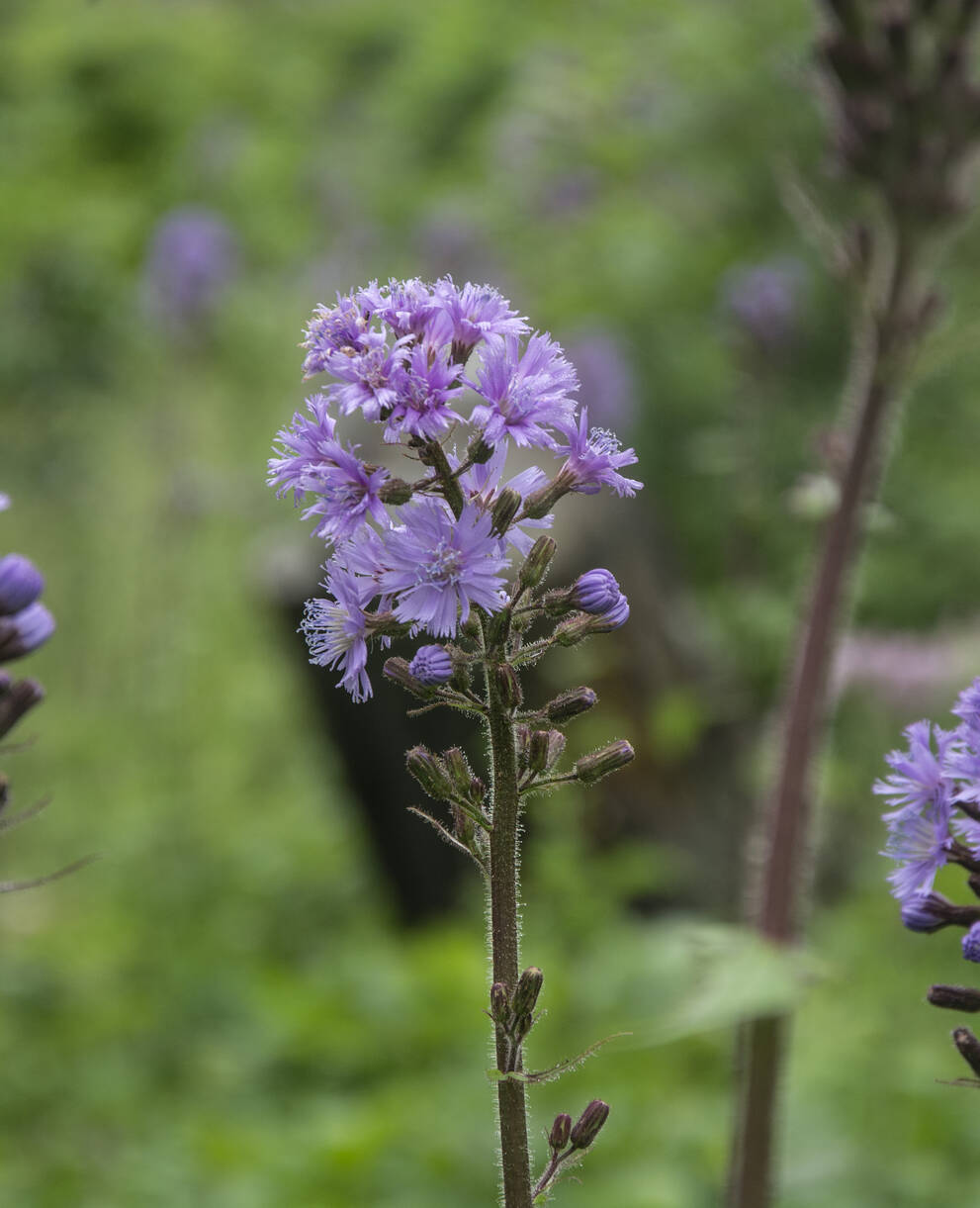 Biodiversität auf der Alp Flix