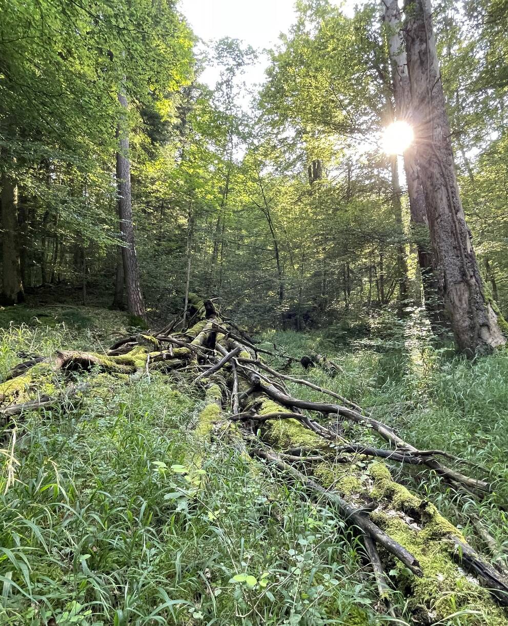 Stimmung im Wald