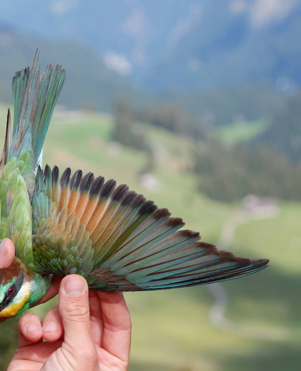 Guepier d'europe - oiseau