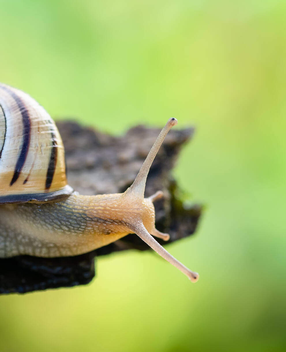Hain-Schnirkelschnecke kriecht über ein Holzstück