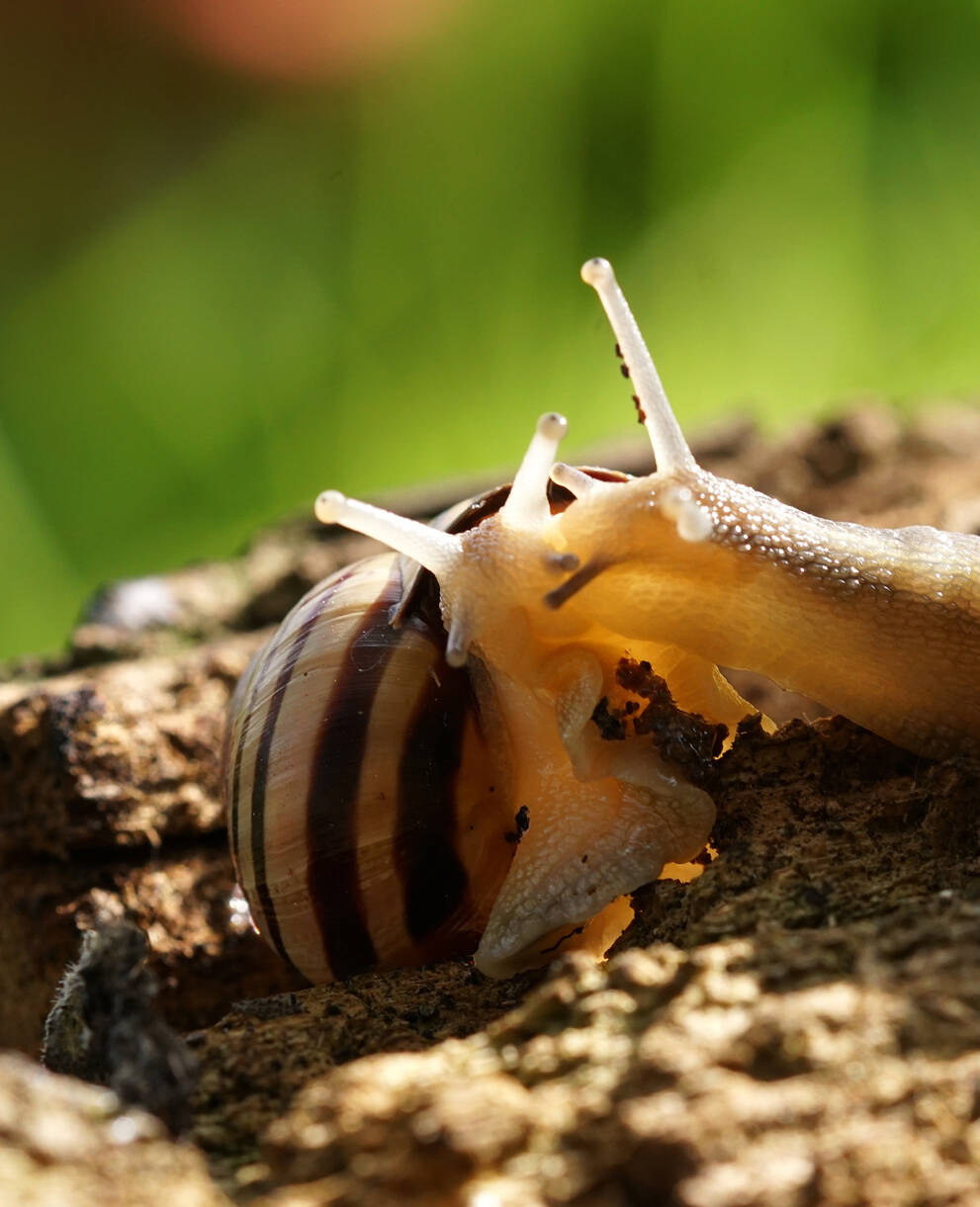 Éloge de la lenteur: les escargots des haies, hermaphrodites, se livrent à de longs préludes amoureux avant d’échanger leurs spermatophores. © Sylvain Montagner