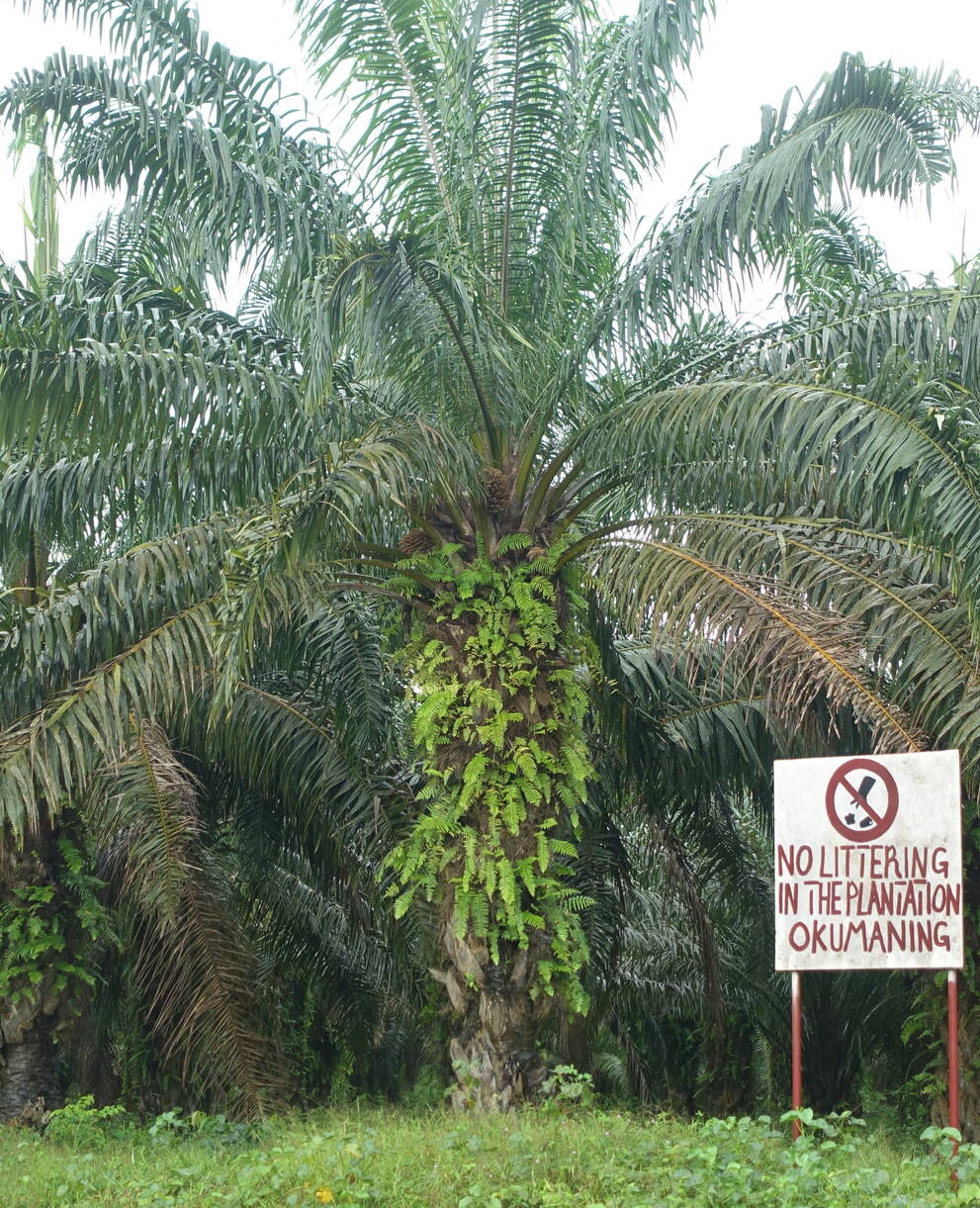 Plantage