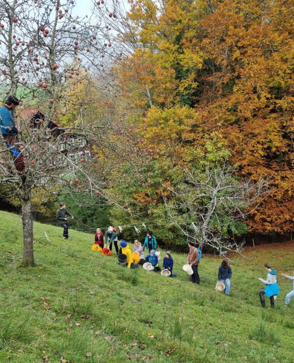 Groupe de jeunes qui recolte des pommes