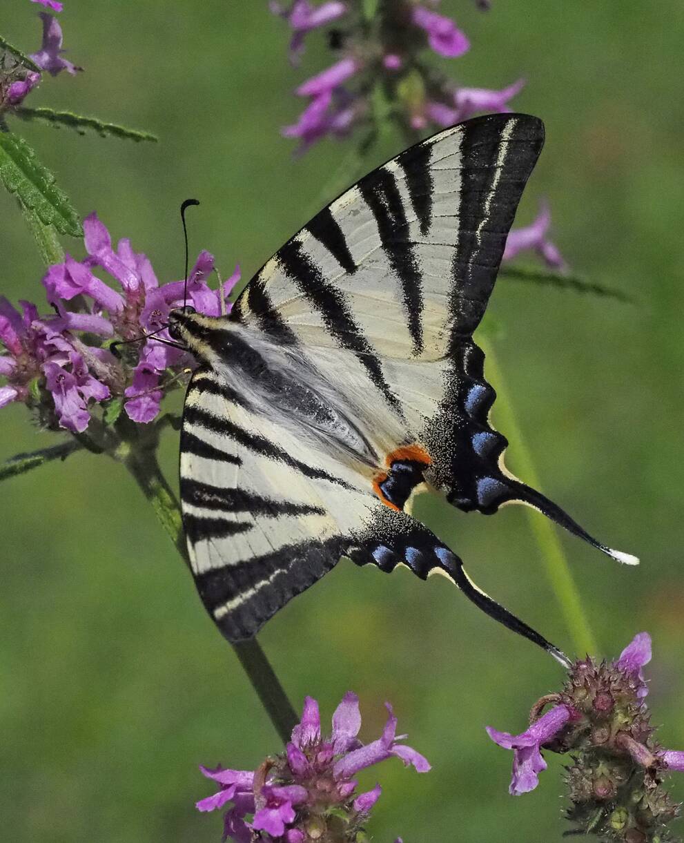 Segelfalter Schmetterling