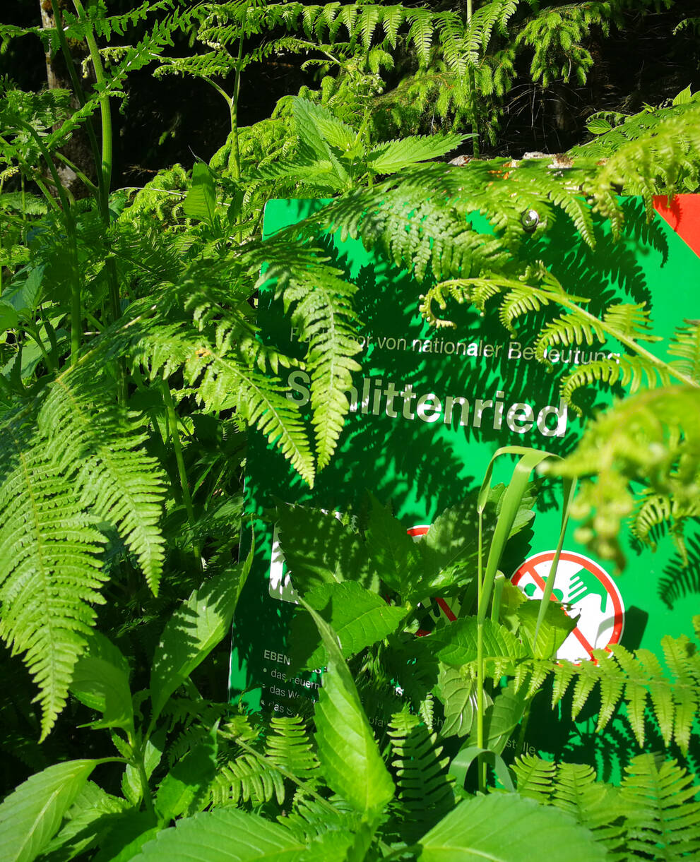Schlittenried im Meggerwald