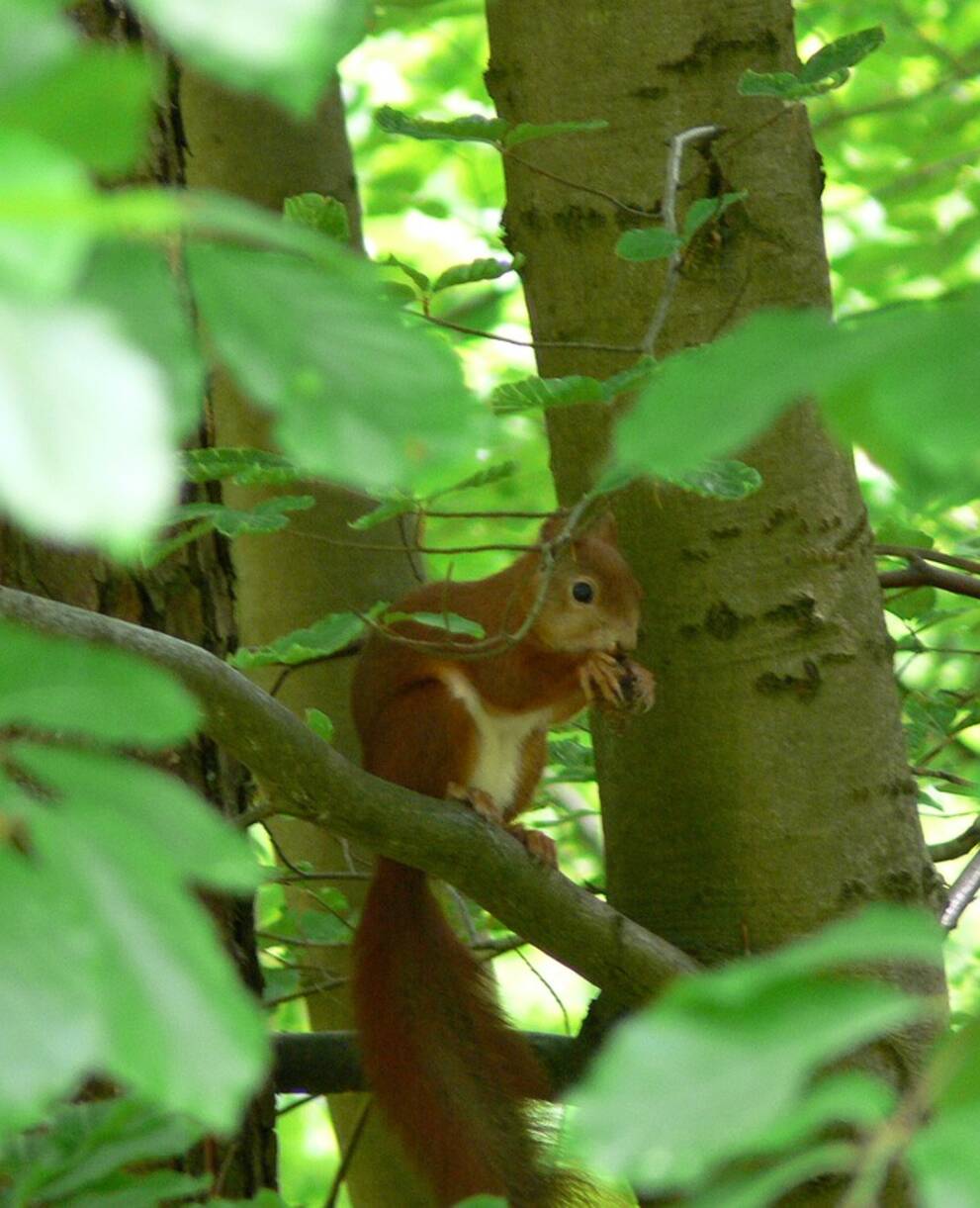 Eichhörnchen