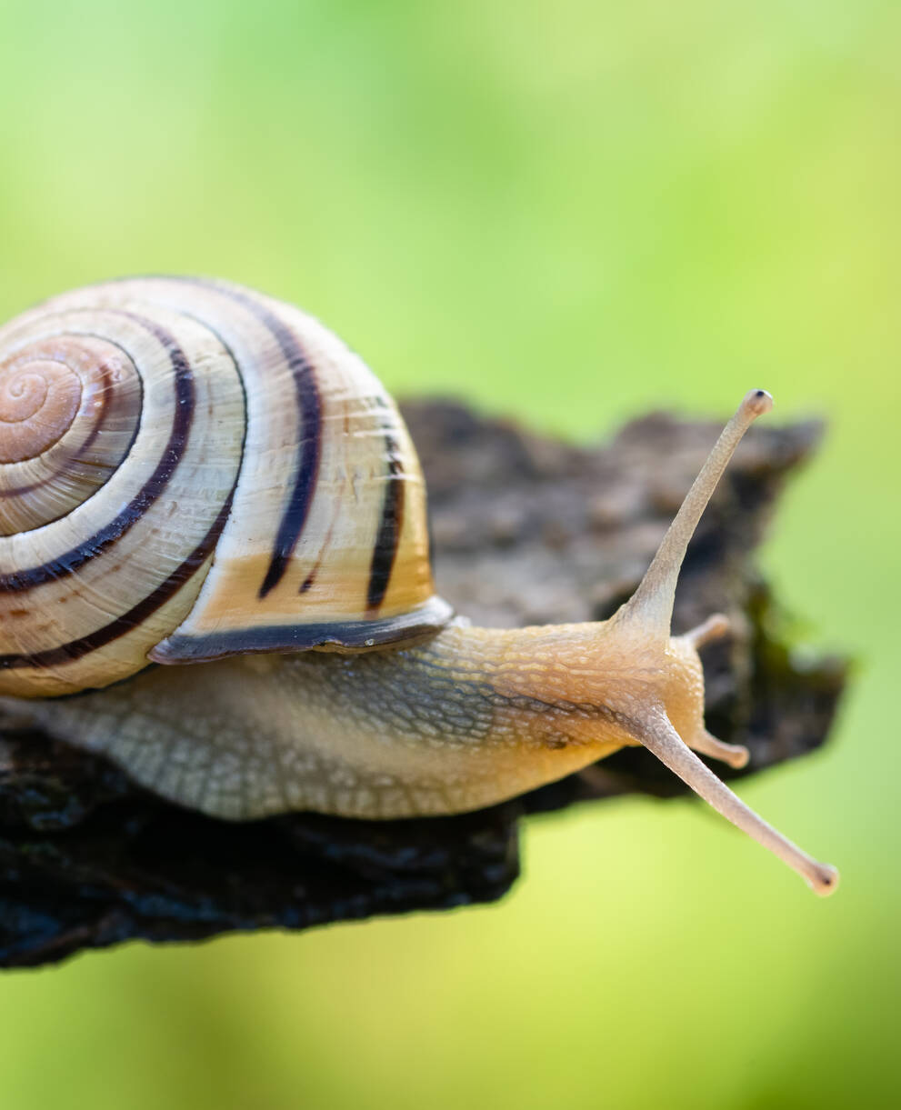 Escargot des haies