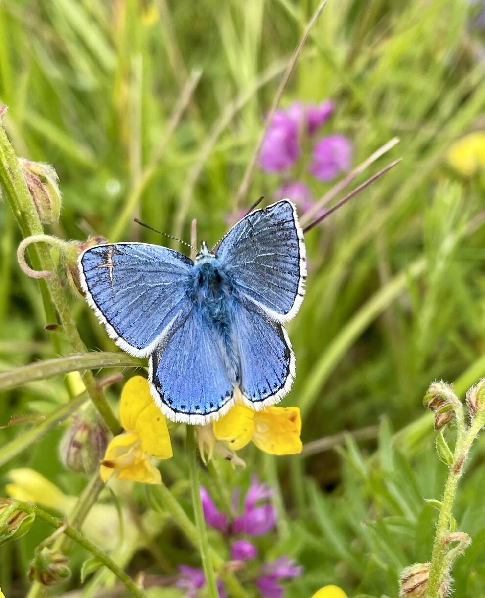 Papillon