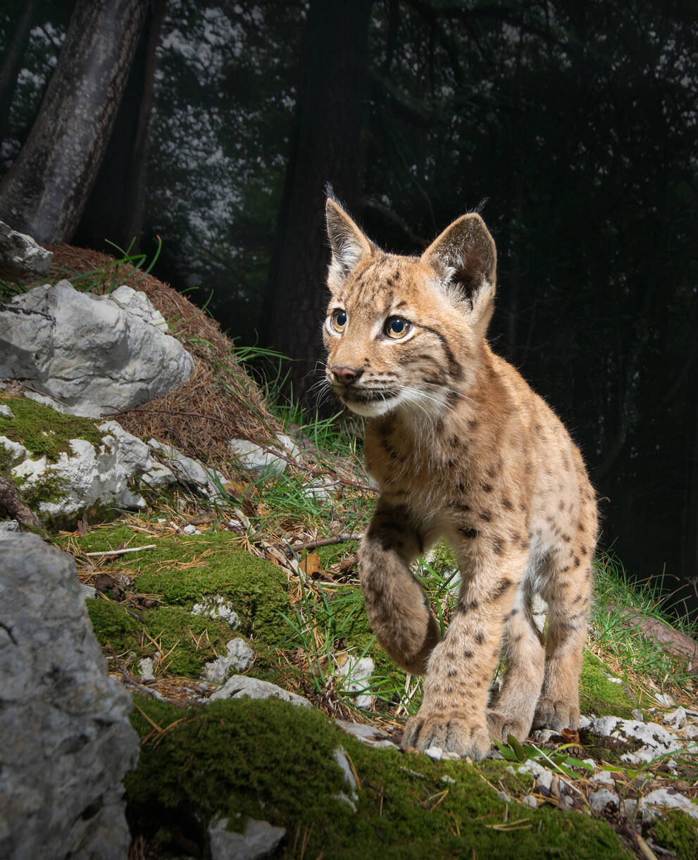 Luchs