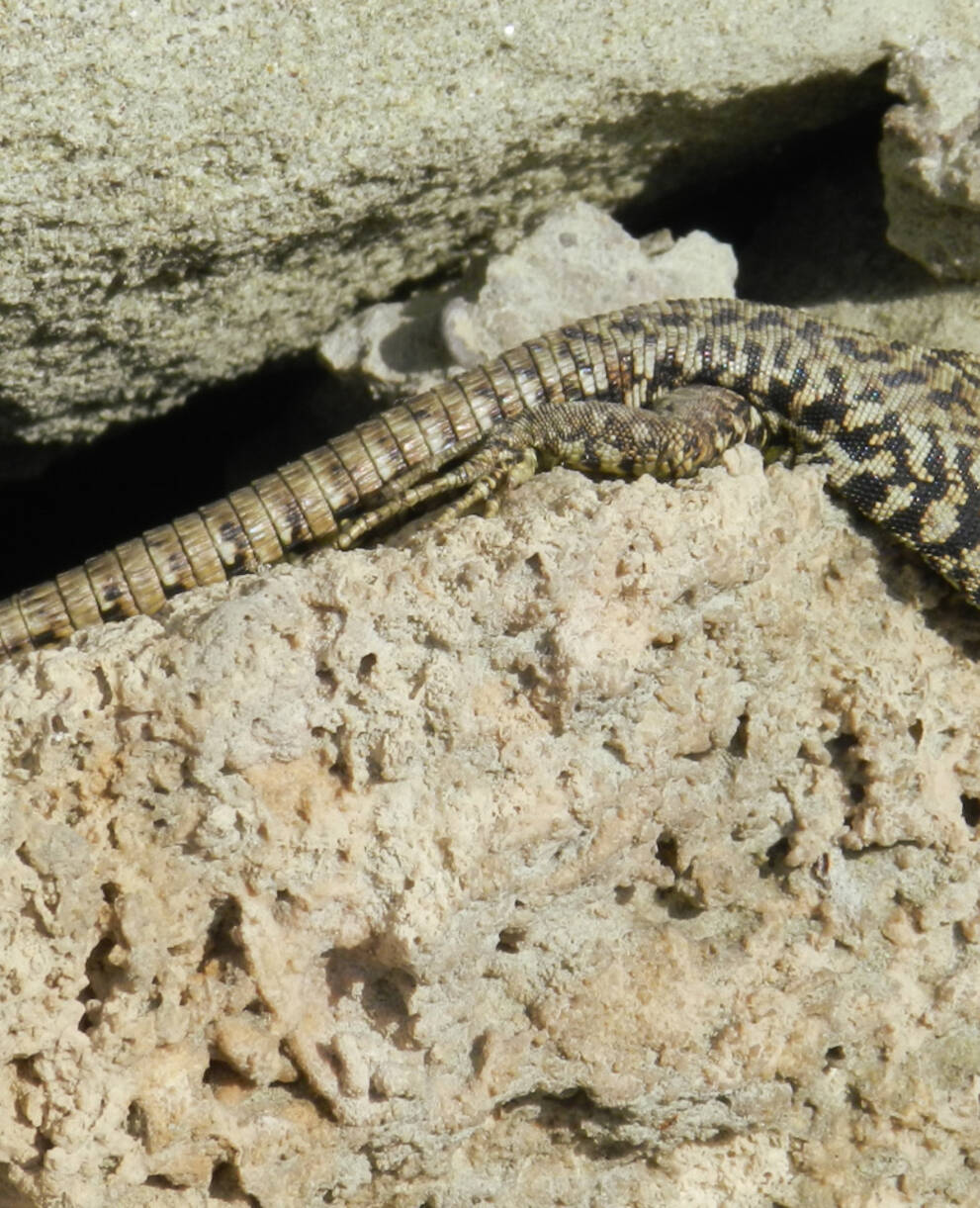 Lézard des murailles sur un mur