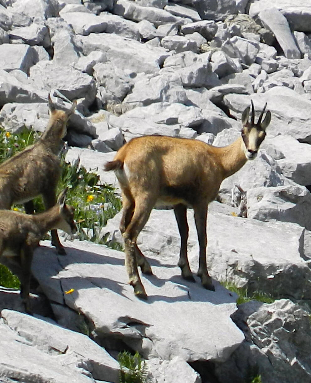 Chamois femelle et ses jeunes