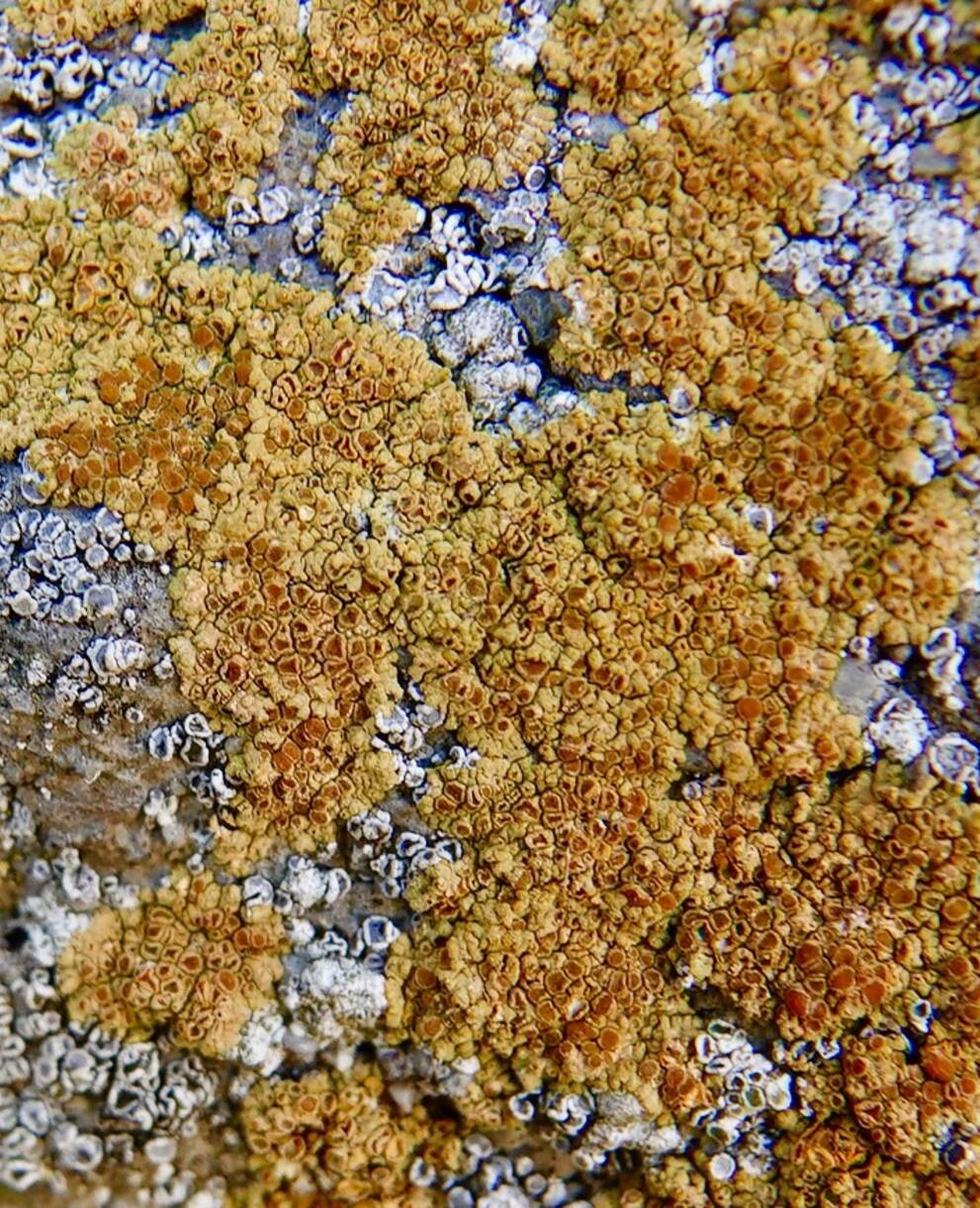 Calogaya pusilla