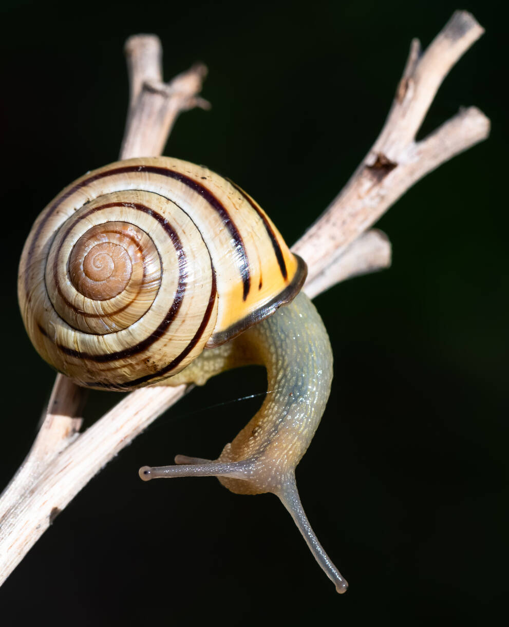 Cepaea nemoralis
