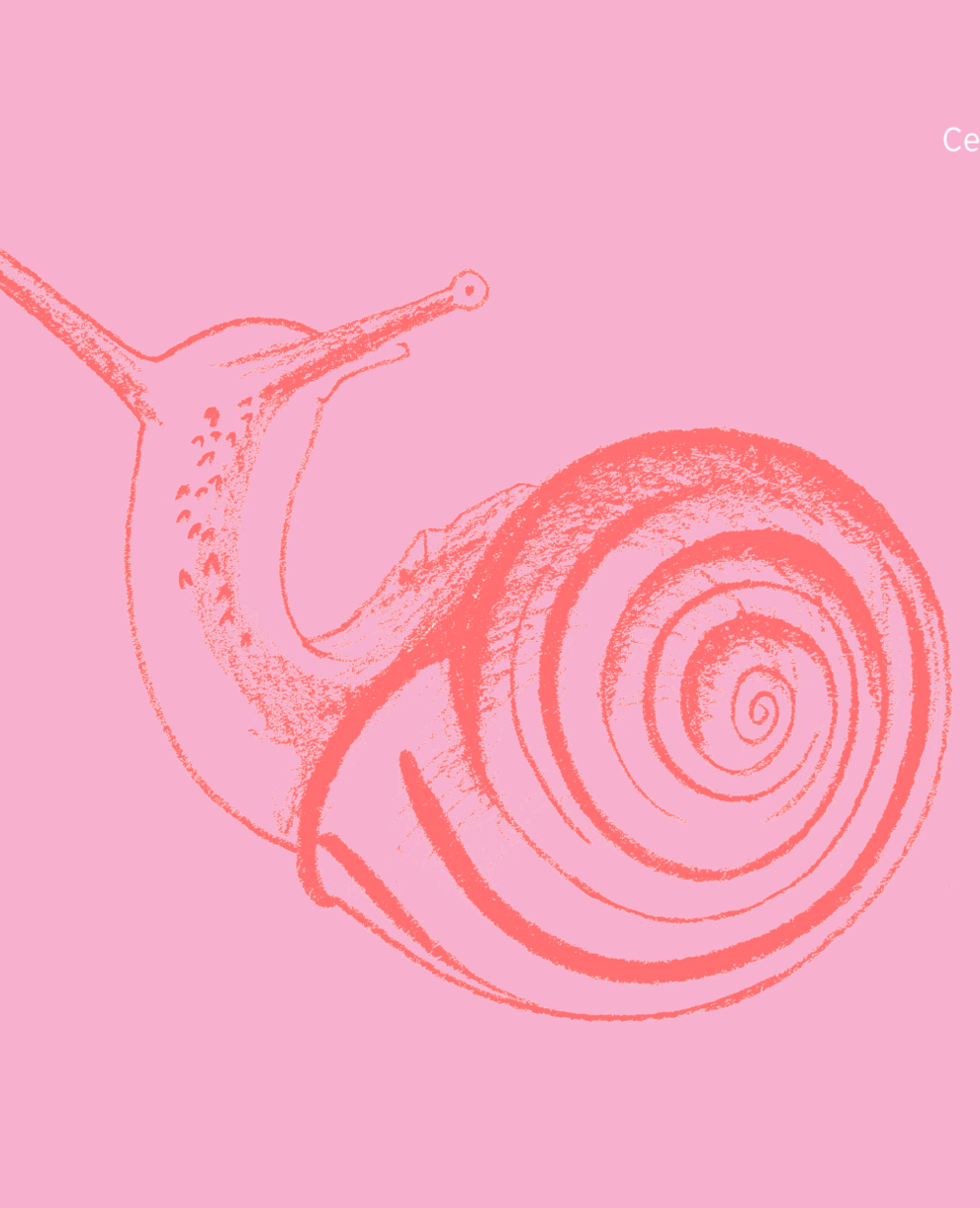 Cepea nemoralis rosa