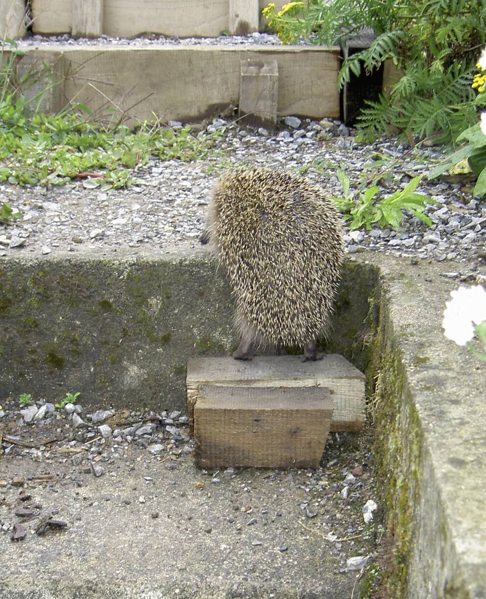 Mit einfachen Massnahmen wie solchen Zwischenstufen werden dem Igel Lebensräume zugänglich gemacht.