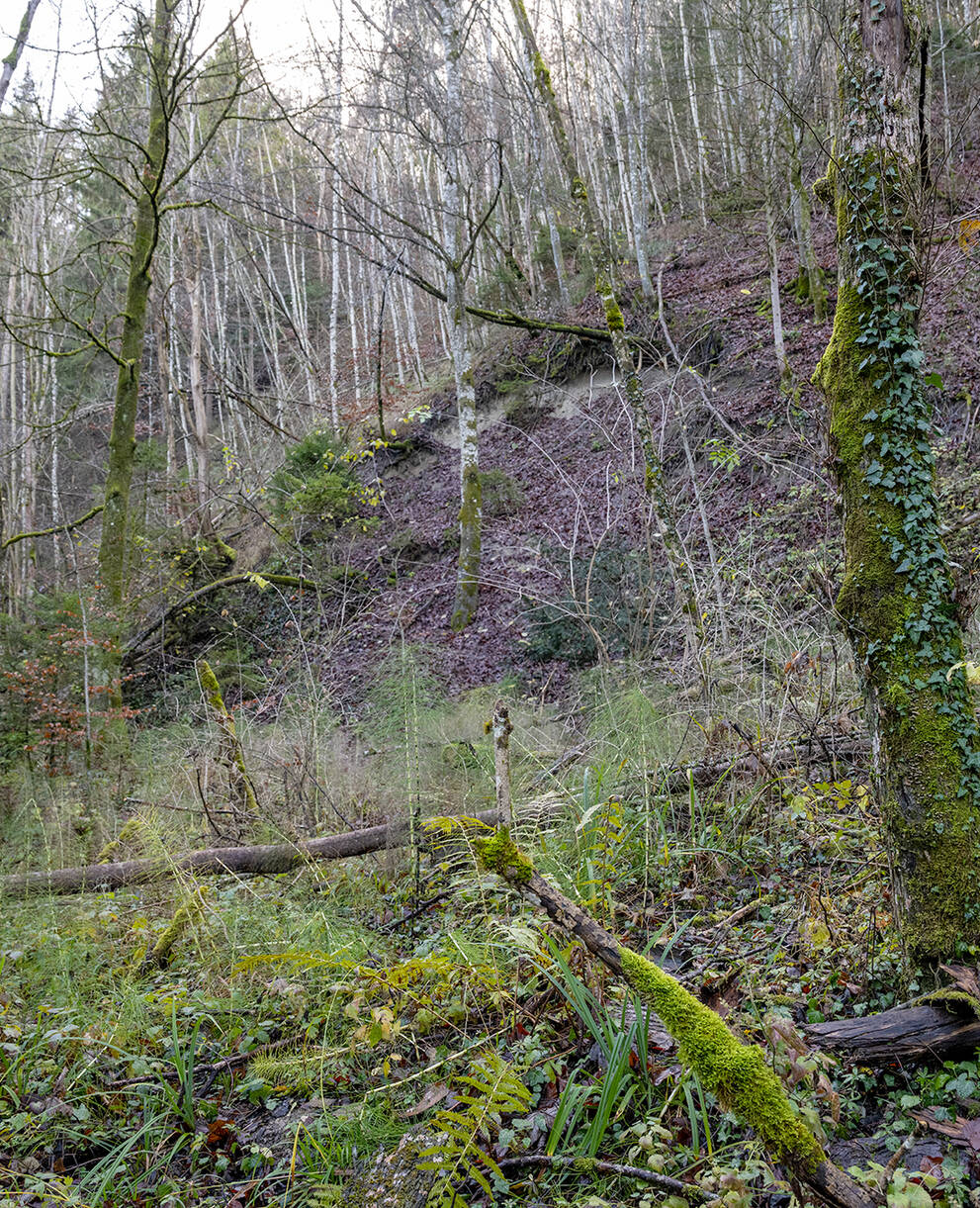 Feuchter Wald