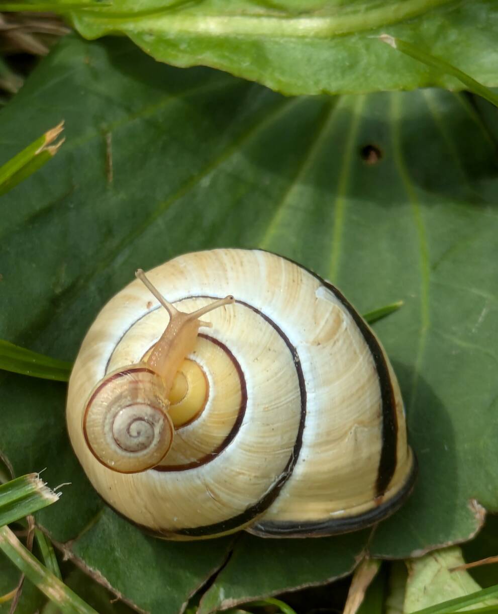 Hain-Schnirkelschnecke