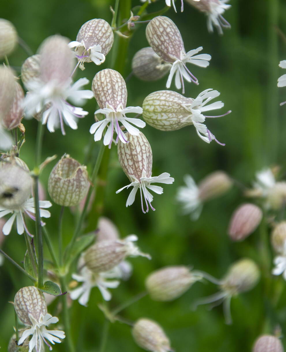 Biodiversität auf der Alp Flix