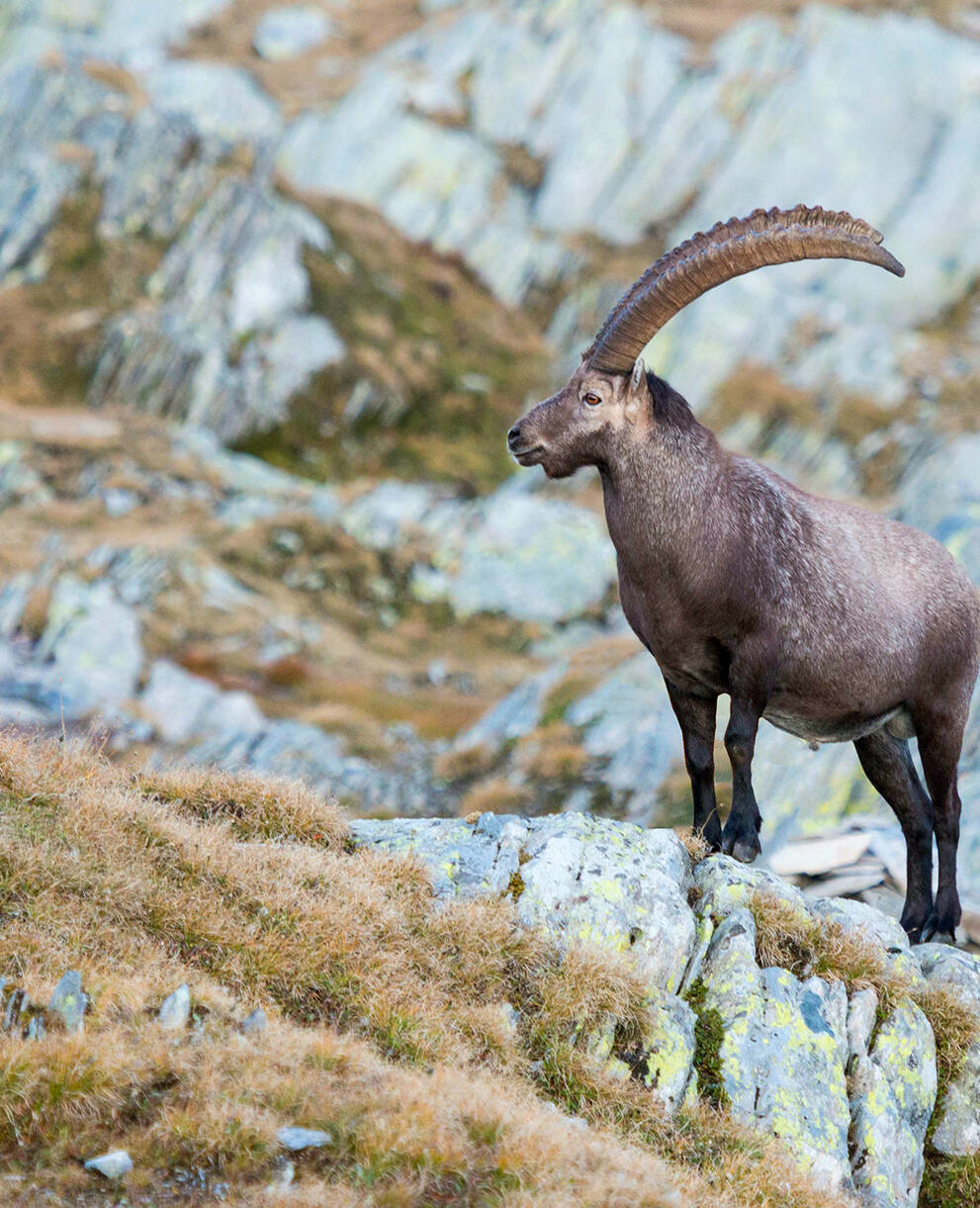 Steinbock in den Schweizer Alpen