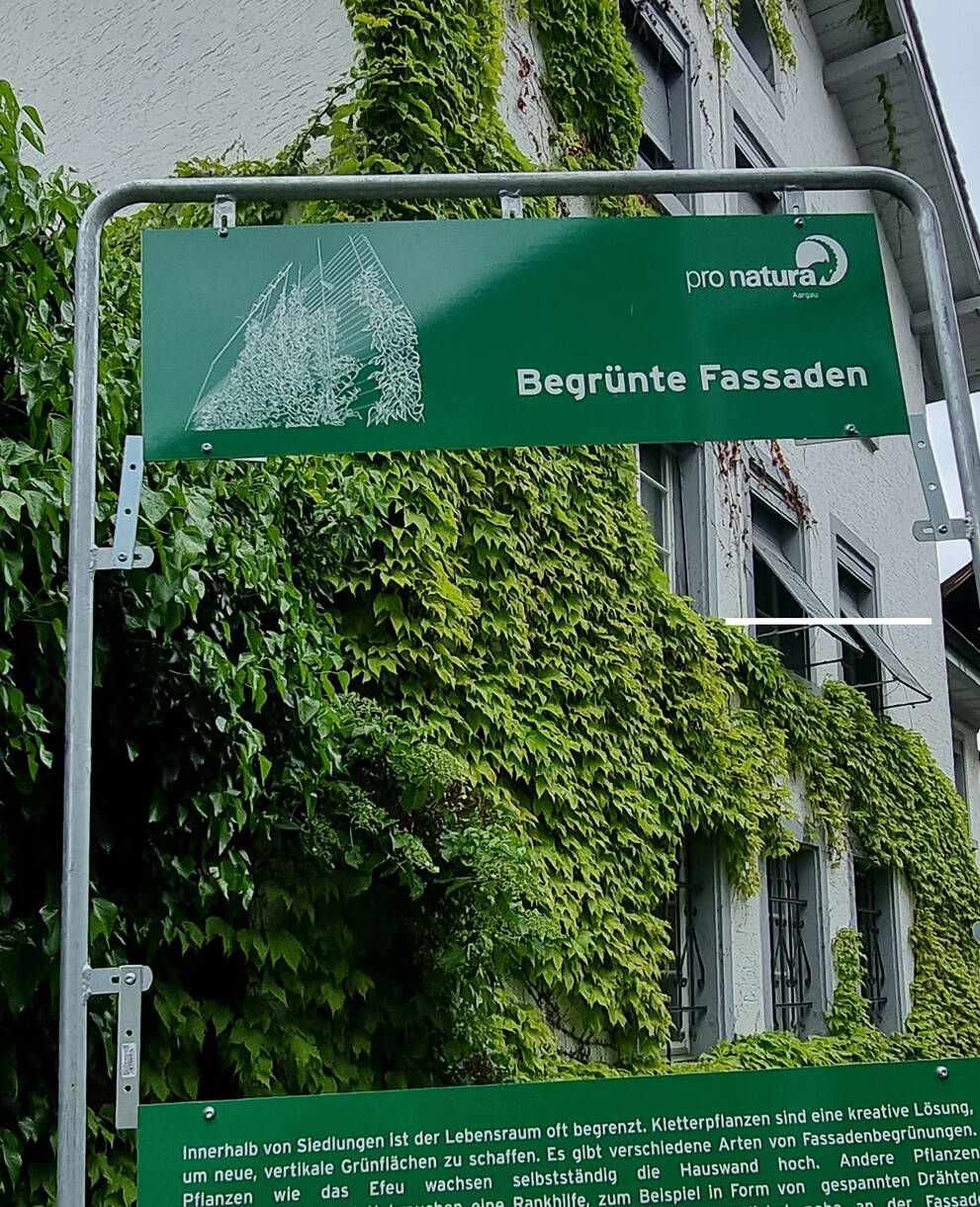 Fenster zu begrünte Fassaden