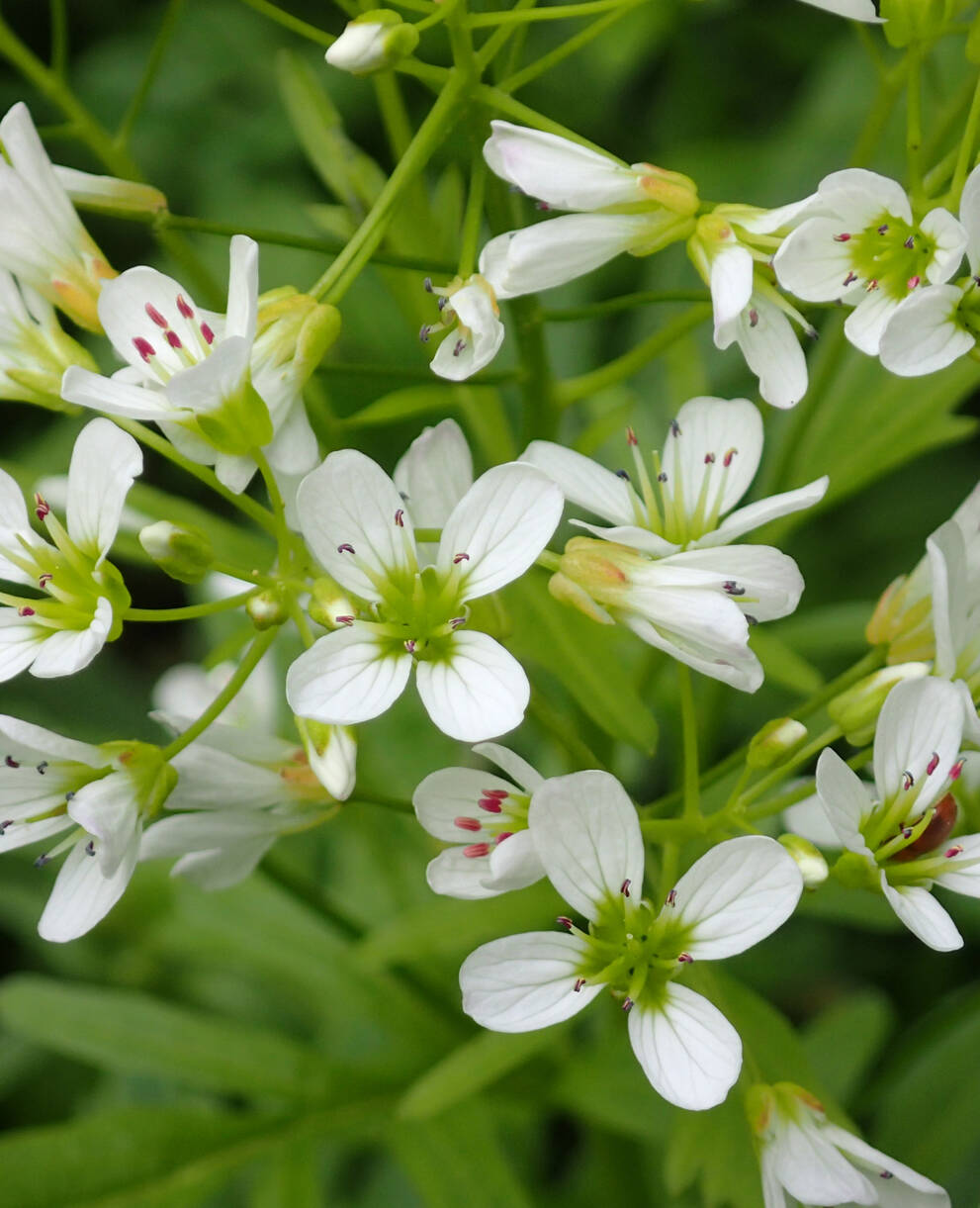 Cardamine amara