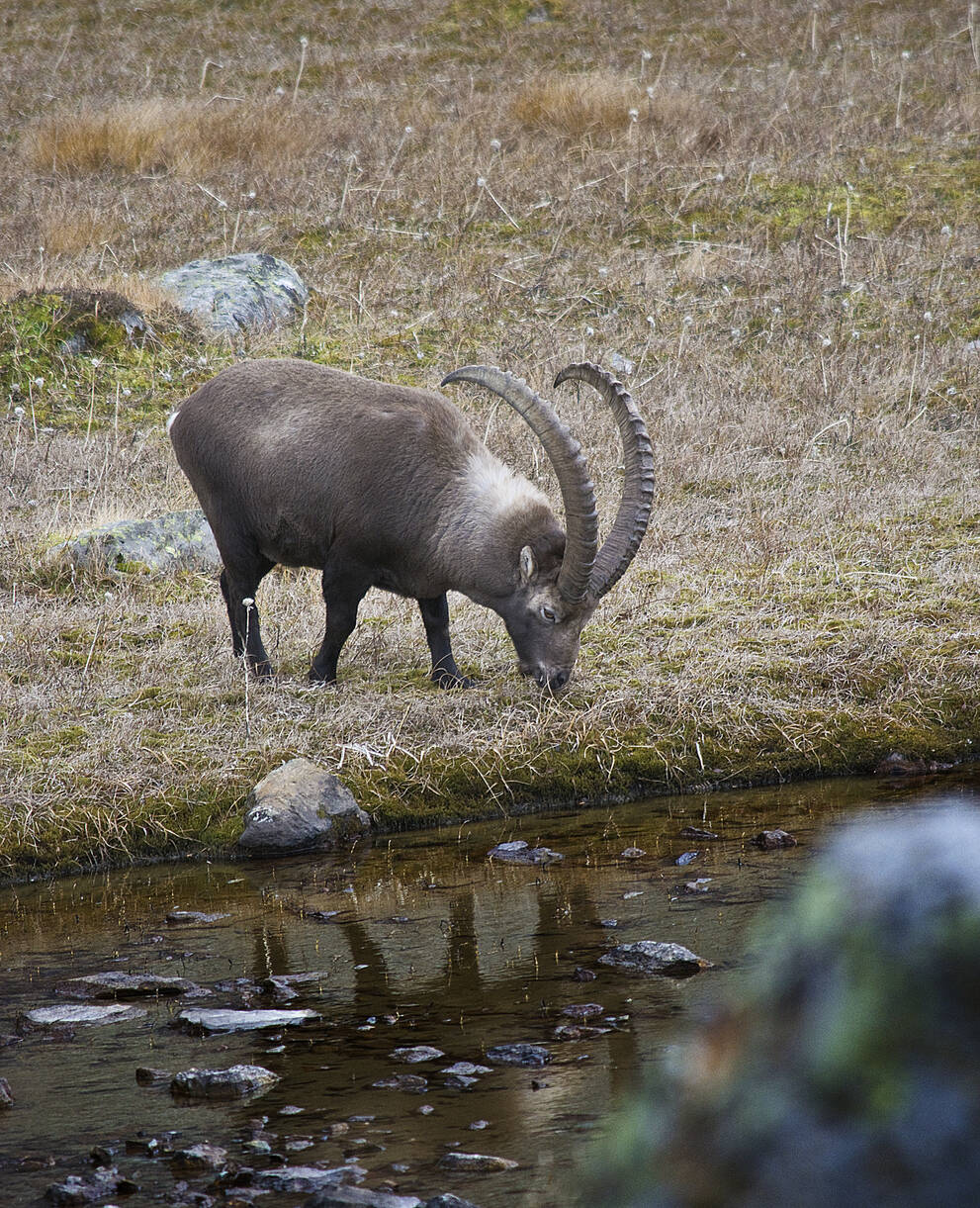 Steinbock