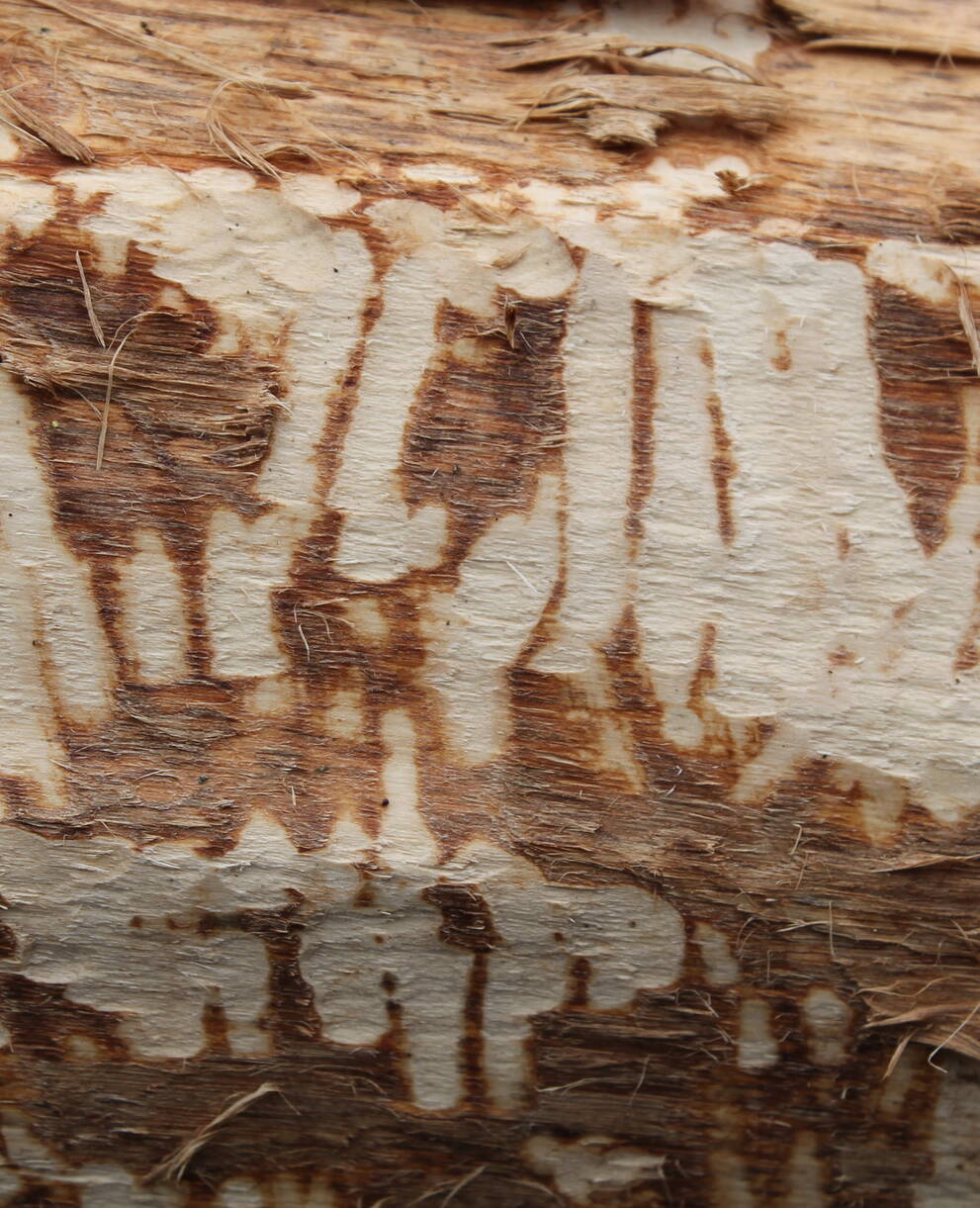 Bibernagespuren an Stamm