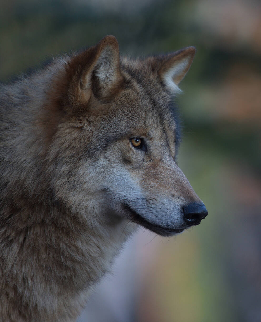 Loup dans une ambiance mystique du soir