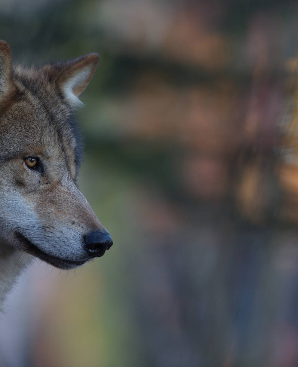 Wolf in mystischer Abendstimmung