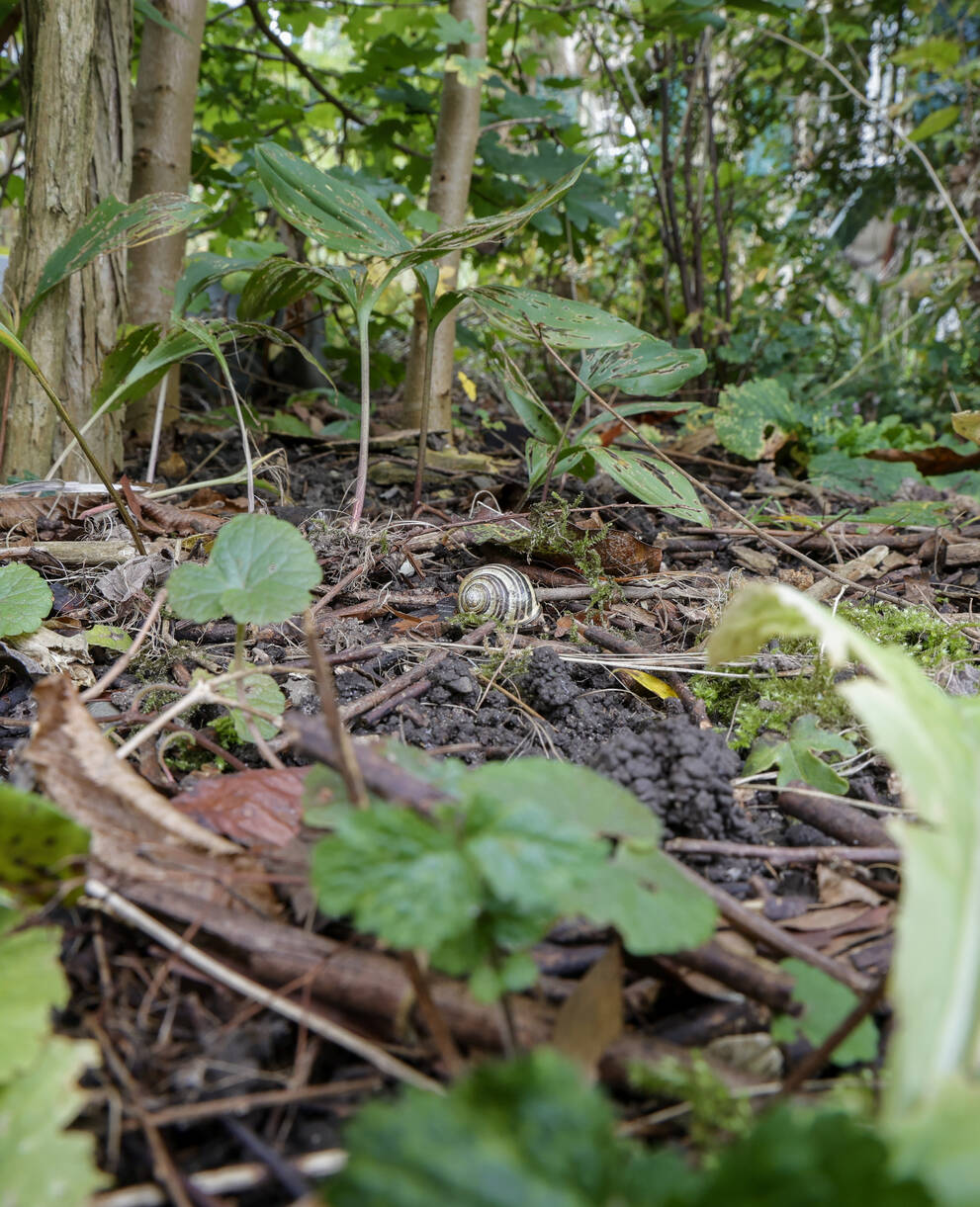 Schneckenhäuschen der Cepaea nemoralis im Wald am Boden