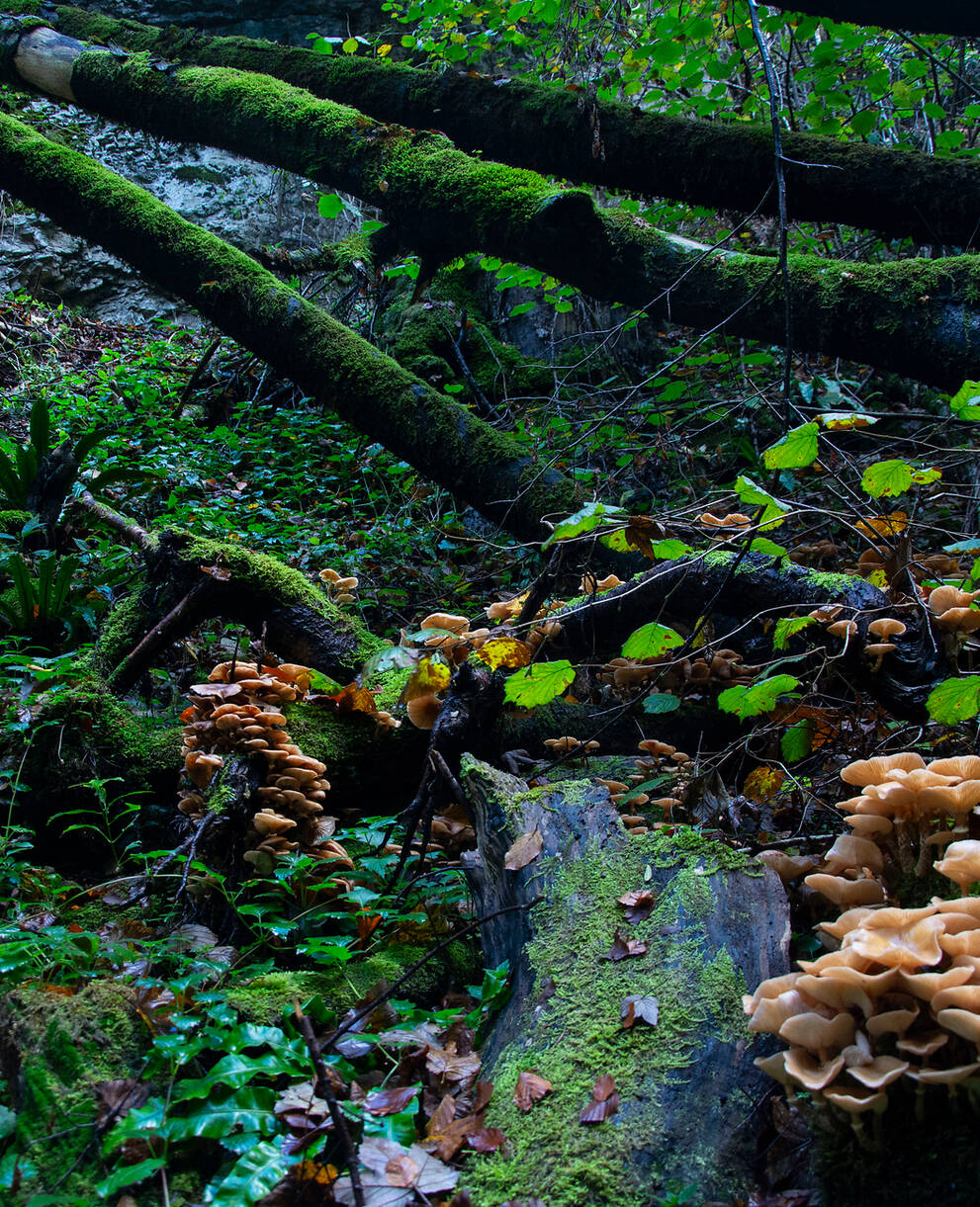 Pilze auf Totholz