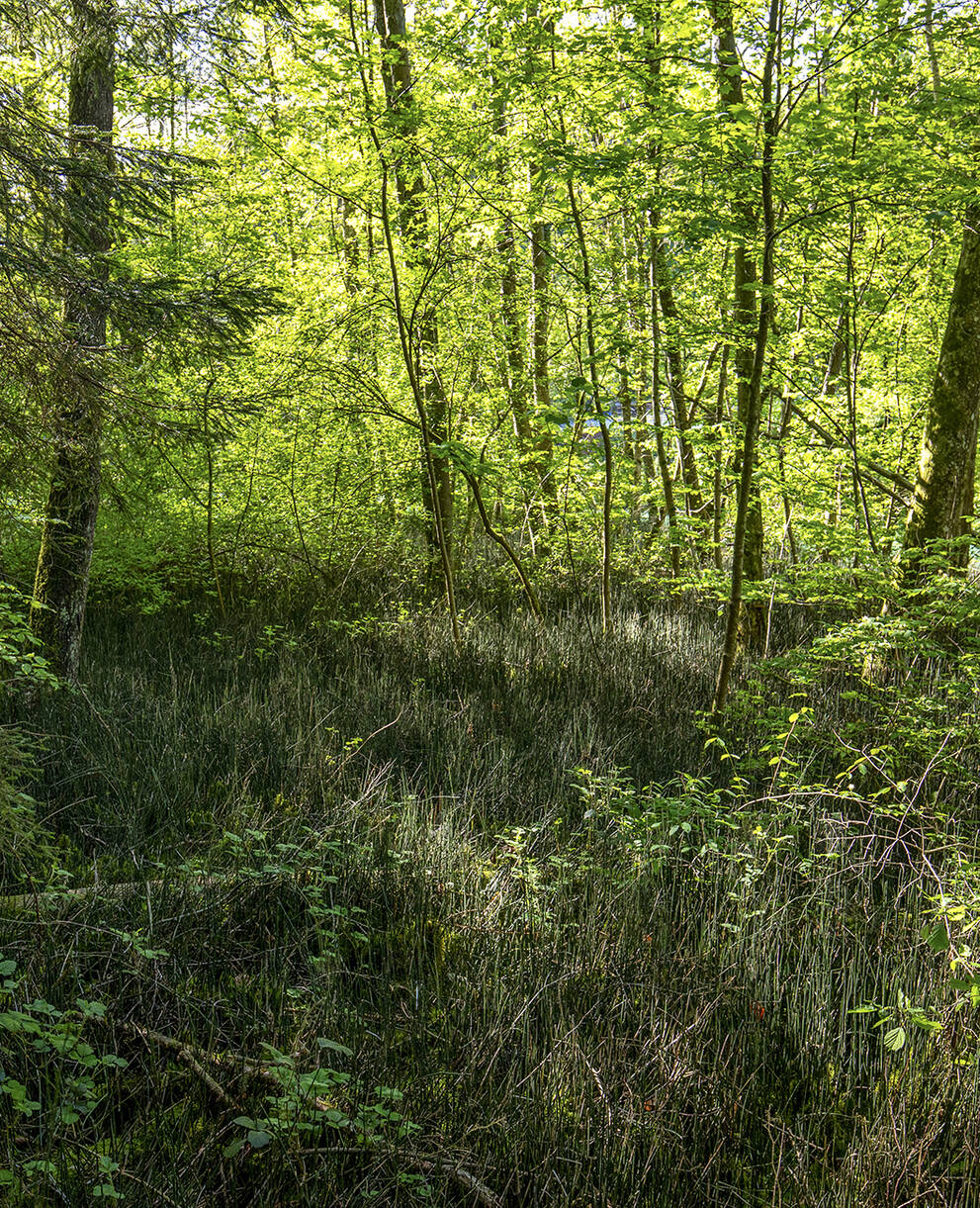 Feuchter Wald