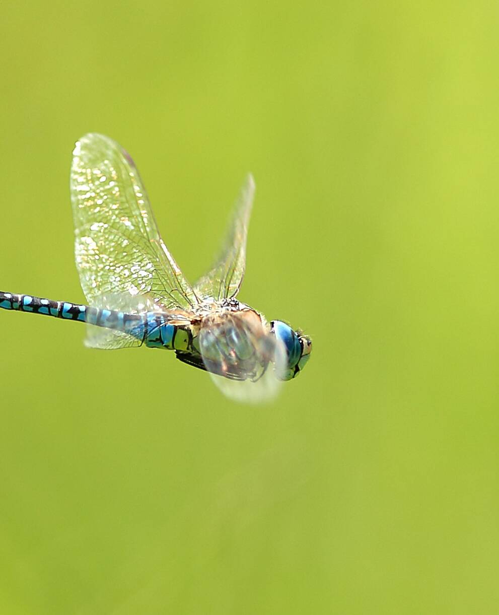 Aeschne bleue