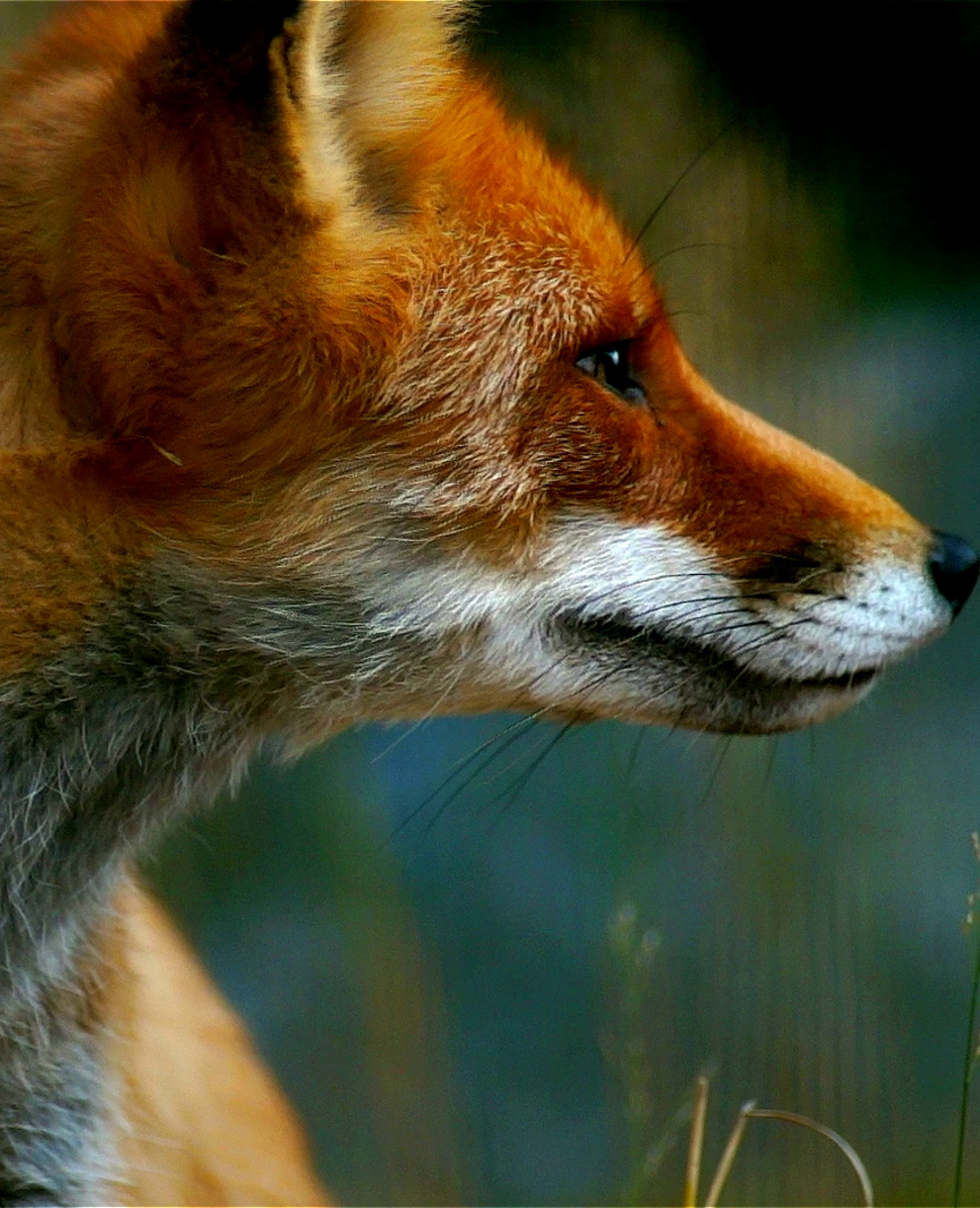 Fuchs
