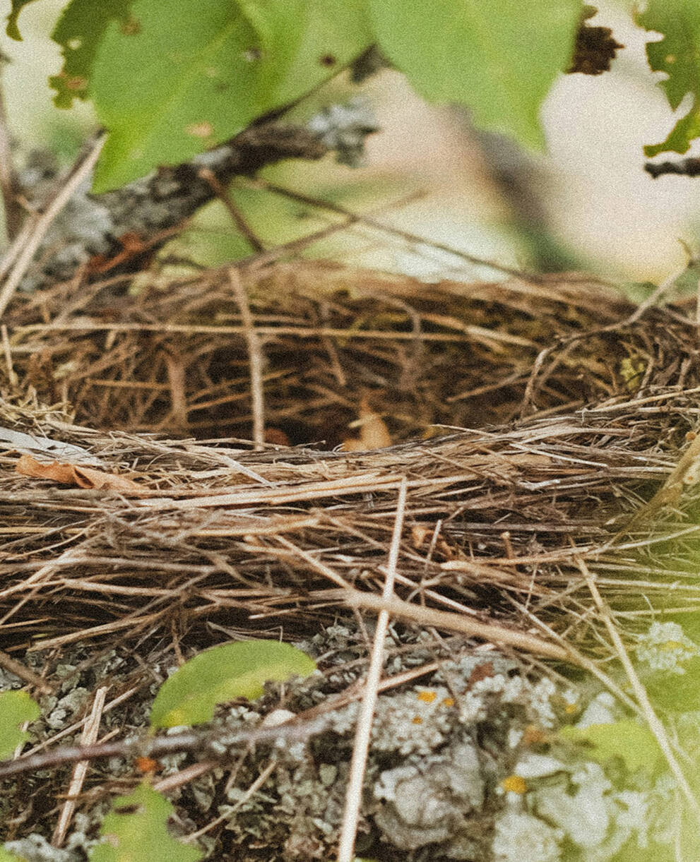 Leeres Vogelnest