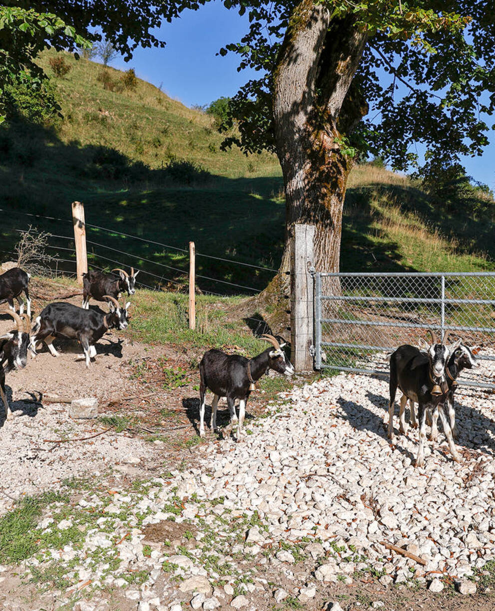 Ivo l'agriculteur avec ses chèvres.