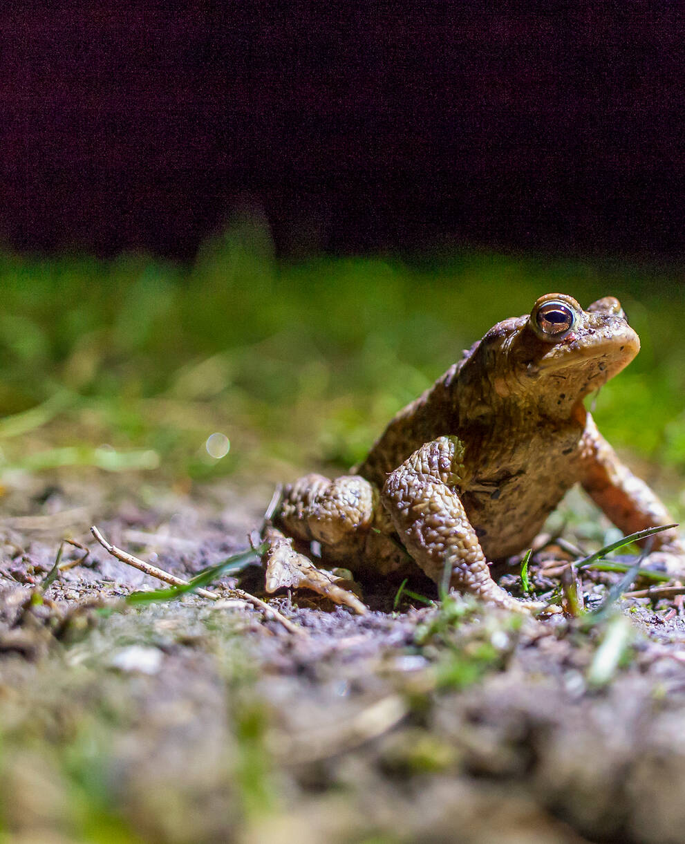 Salut, crapaud commun!