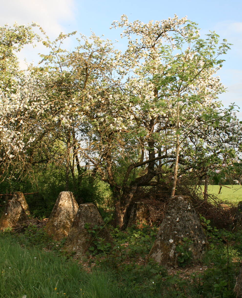 Aufgewertete Panzersperre im Frühling