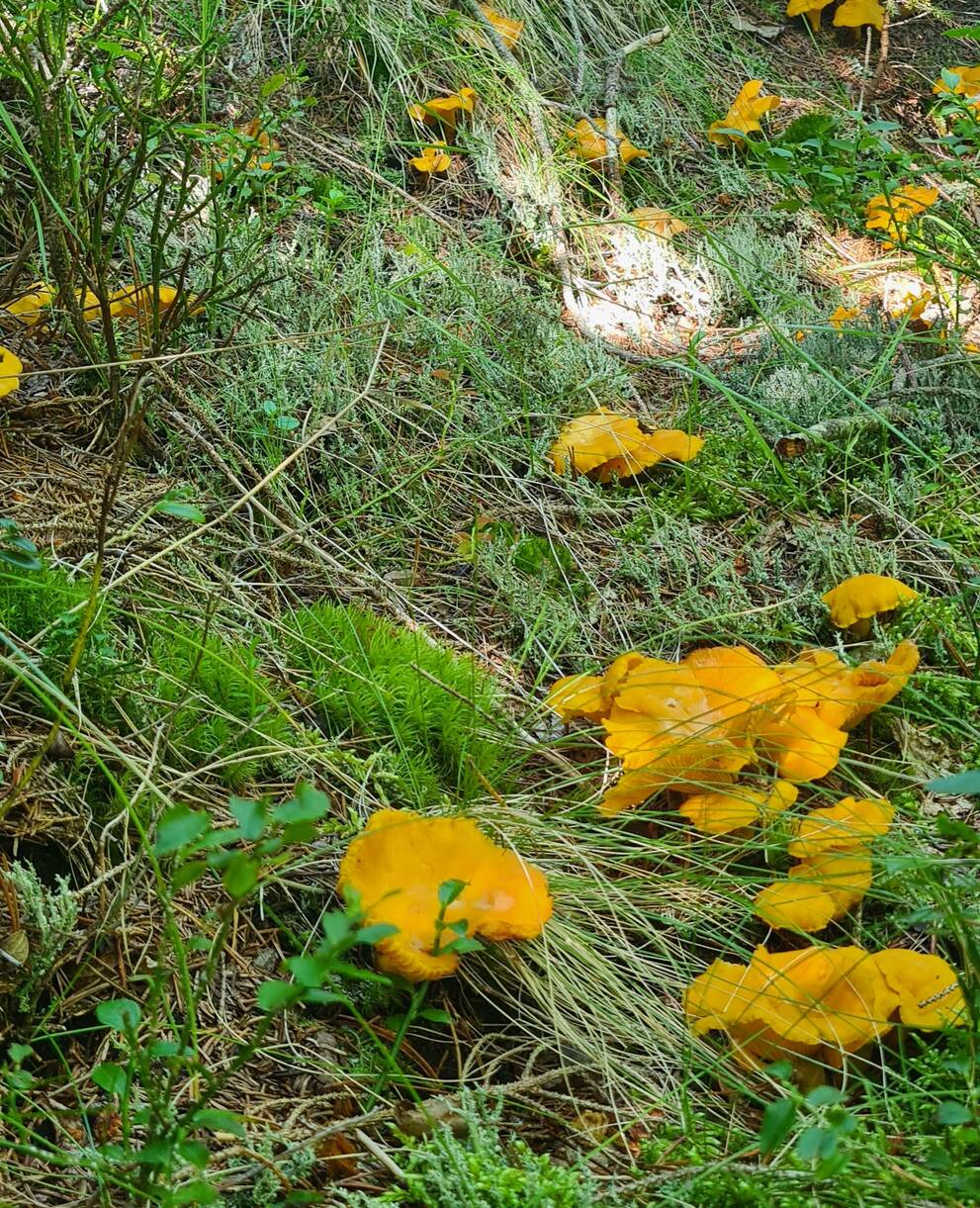 Pilze