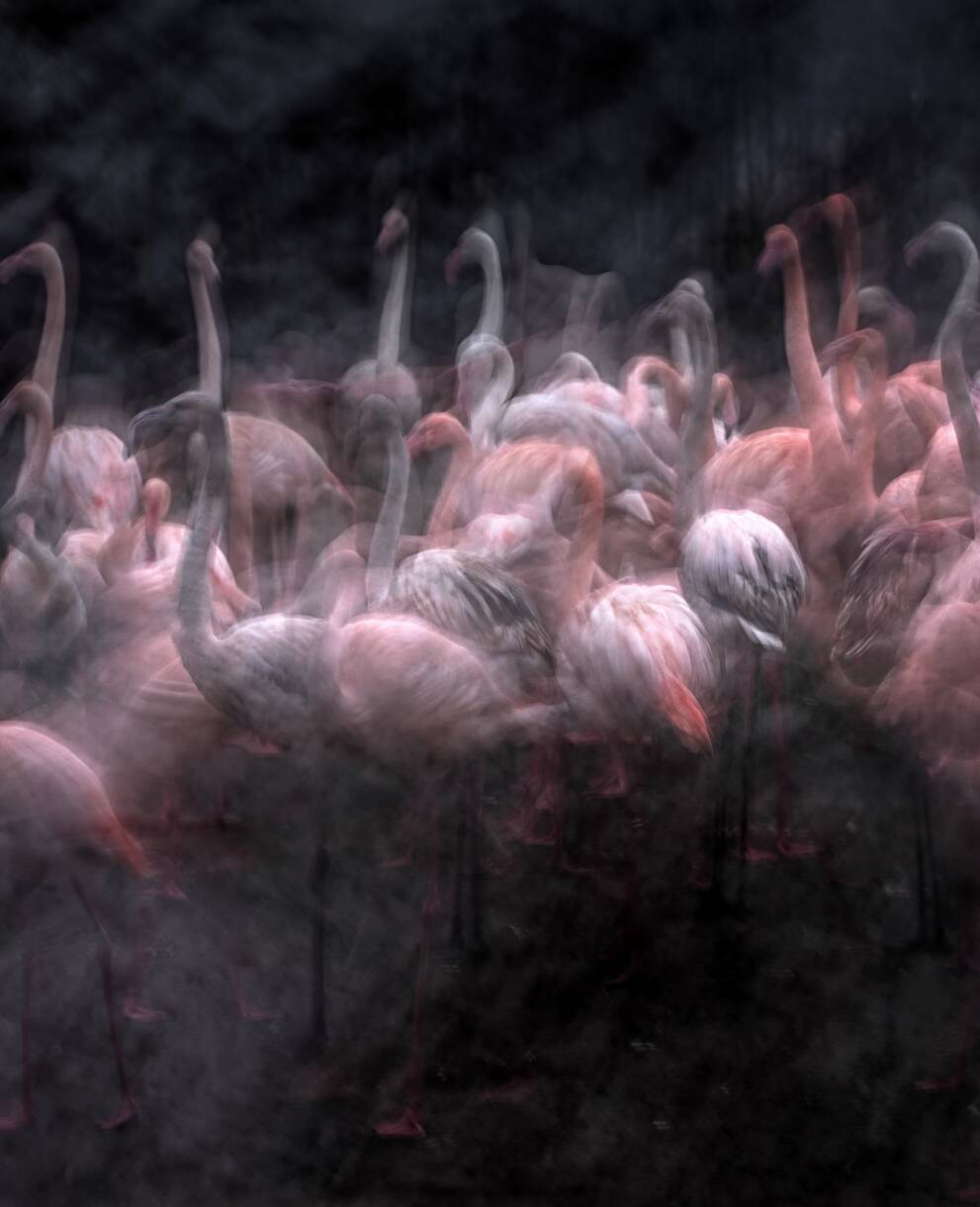(Zoo Basel, Flamingos): Aufnahme von Flamingos im Basler Zoo. Die Vögel sind ein gutes Motiv, um mit ICM-Techniken zu experimentieren. © Jiří Hřebíček