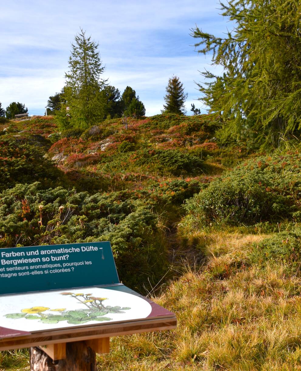 Alpengarten im Zentrum Aletsch