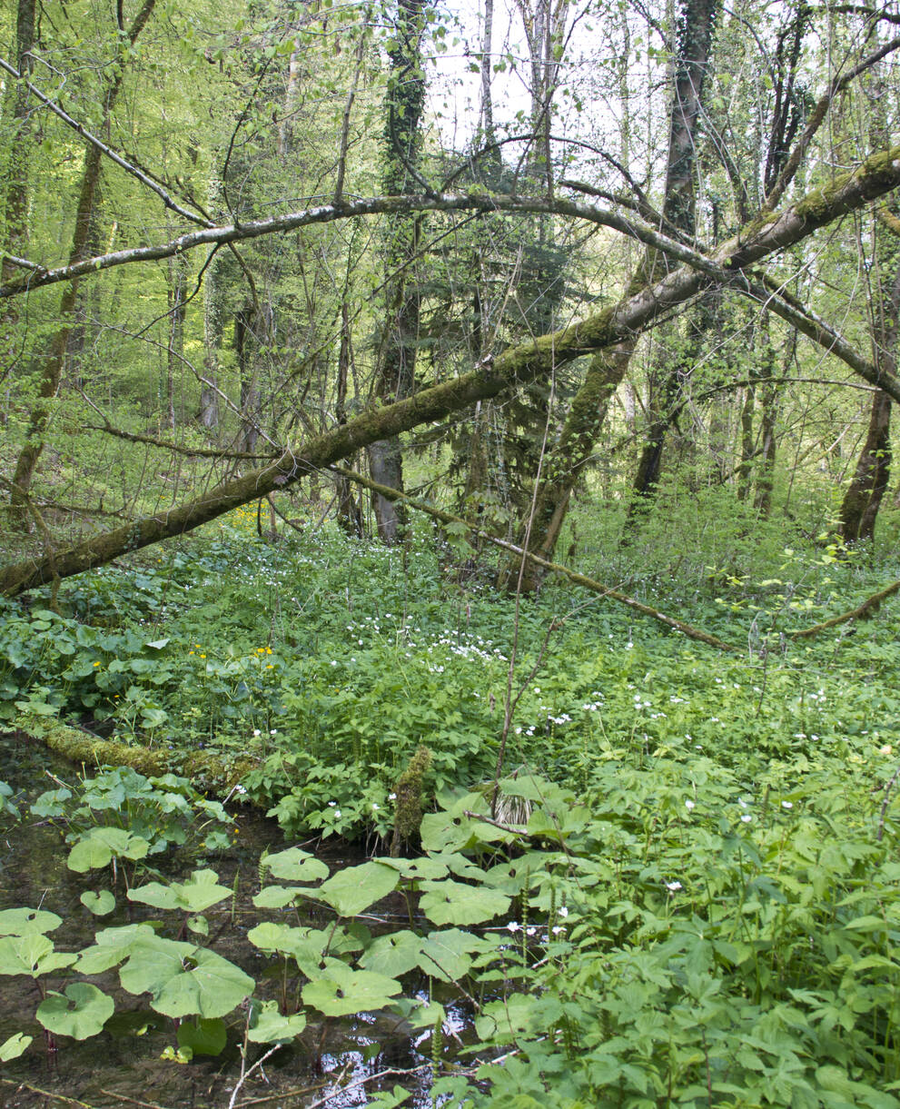 Auenwald an der Birs
